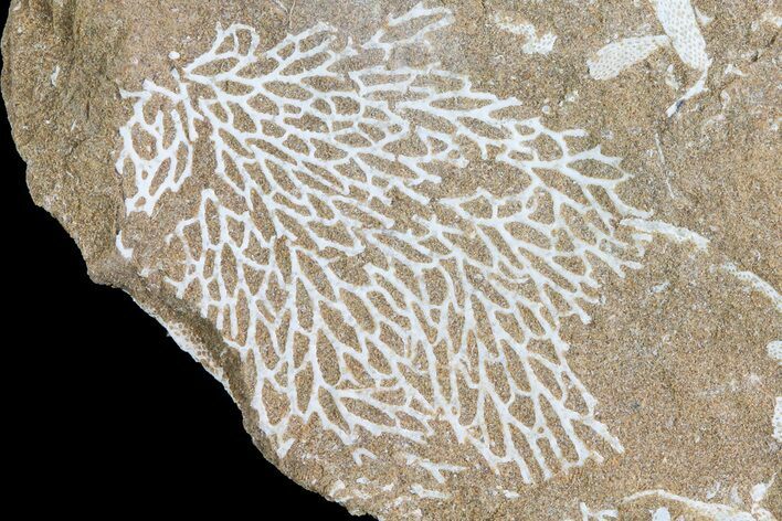 Ordovician Bryozoans (Chasmatopora) Plate - Estonia #73475